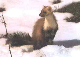 Variada fauna