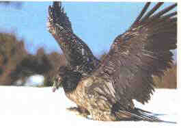 Fauna unica