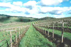 Tierra de buen vino